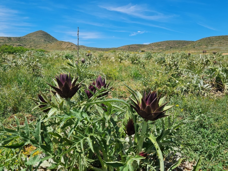 Commercial Property for Sale in Robertson Rural Western Cape